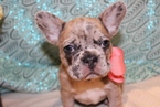 Small Photo #1 French Bulldog Puppy For Sale in WALTON, IN, USA