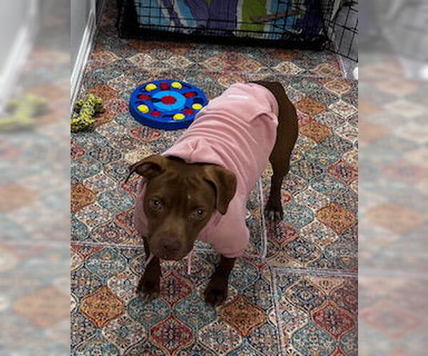 Medium Photo #6 American Pit Bull Terrier-Unknown Mix Puppy For Sale in Oakhurst, NJ, USA