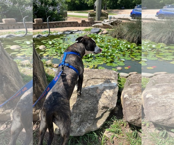 Medium Photo #4 Labrador Retriever-Plott Hound Mix Puppy For Sale in McDonough, GA, USA