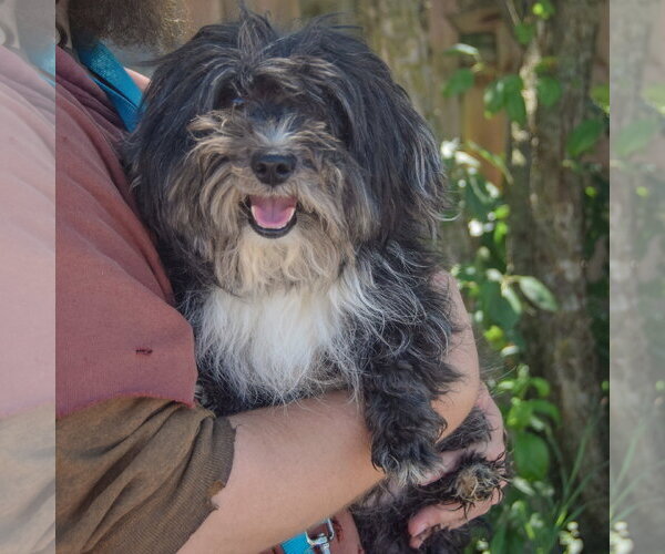 Medium Photo #3 Shih Apso Puppy For Sale in Huntley, IL, USA