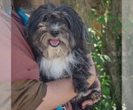 Small #2 Shih Apso