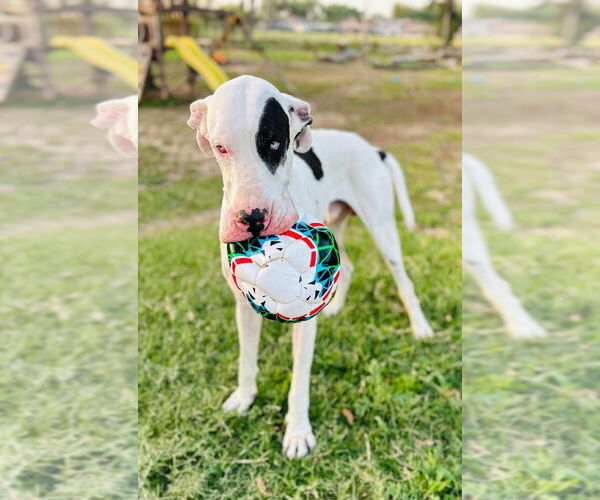 Medium Photo #4 Great Dane Puppy For Sale in Bullard, TX, USA