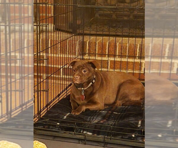 Medium Photo #9 Pug-Unknown Mix Puppy For Sale in Mount Laurel, NJ, USA