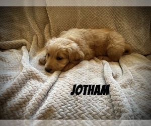 Labradoodle Puppy for sale in MELVERN, KS, USA