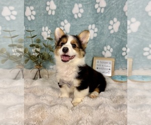 Pembroke Welsh Corgi Puppy for sale in NOBLESVILLE, IN, USA