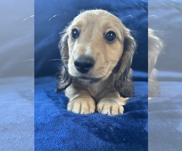 Medium Photo #10 Dachshund Puppy For Sale in MEMPHIS, TN, USA