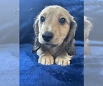 Small #9 Dachshund