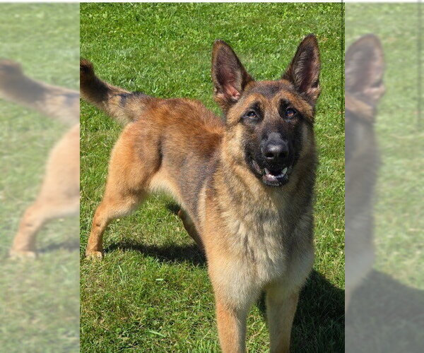 Medium Photo #2 German Shepherd Dog-Unknown Mix Puppy For Sale in Imlay City, MI, USA