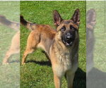 Small #1 German Shepherd Dog Mix