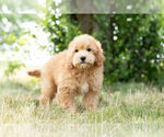 Small Photo #10 Maltipoo Puppy For Sale in WARSAW, IN, USA