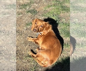 Mother of the Dachshund puppies born on 08/05/2025