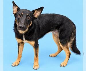 German Shepherd Dog-Unknown Mix Dogs for adoption in HESPERIA, CA, USA