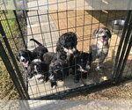 Small #1 Poodle (Standard) Mix