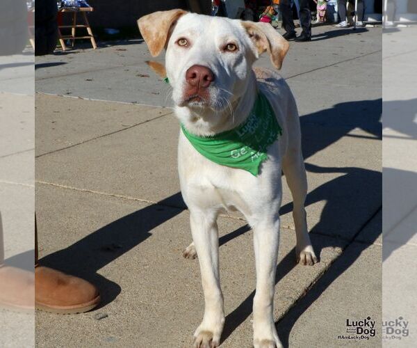 Medium Photo #2 Labrador Retriever-Retriever  Mix Puppy For Sale in Washington, DC, USA