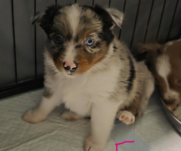 Medium Photo #3 Miniature Australian Shepherd Puppy For Sale in EVERTON, MO, USA