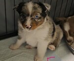Small #2 Miniature Australian Shepherd