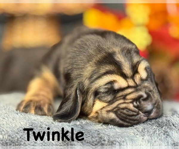 Medium Photo #8 Bloodhound Puppy For Sale in MOUNT AIRY, MD, USA