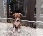 Small #4 Mutt