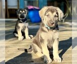 Puppy Light Blue Boy Yorkshire Terrier