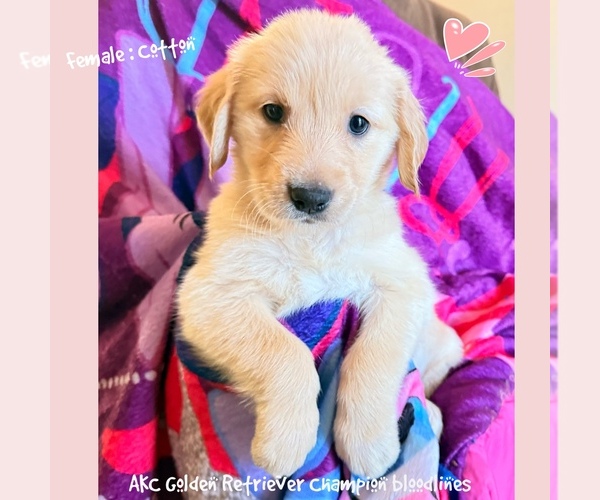 Medium Photo #1 Golden Retriever Puppy For Sale in SUGAR LAND, TX, USA