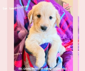 Golden Retriever Puppy for sale in SUGAR LAND, TX, USA