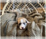 Puppy 3 Havachon