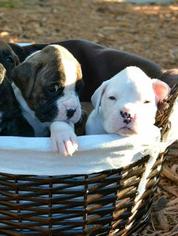Boxer Puppy for sale in BECKER, MN, USA