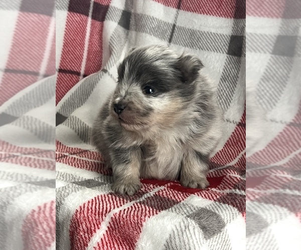 Medium Photo #6 Pomsky Puppy For Sale in NILES, MI, USA