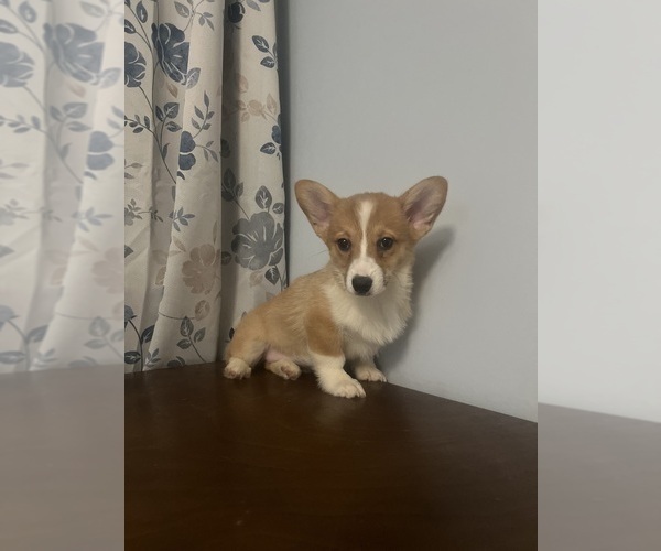 Medium Photo #61 Pembroke Welsh Corgi Puppy For Sale in DURHAM, CT, USA