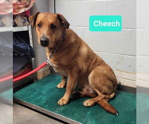 Cheech-Sponsored - Male Labrador Retriever Dog for Adoption - Photo #2