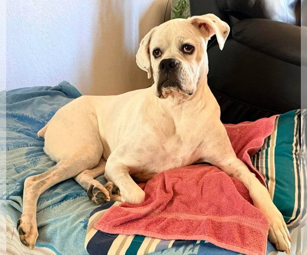 Medium Photo #1 Boxer Puppy For Sale in Burnsville, MN, USA