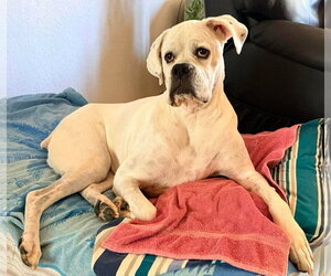 Boxer Dogs for adoption in Burnsville, MN, USA