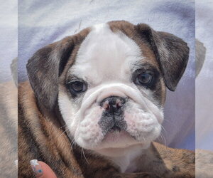 Bulldog Dogs for adoption in Huntley, IL, USA