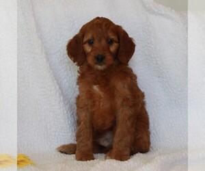 Irish Setter-Poodle (Miniature) Mix Puppy for sale in CHRISTIANA, PA, USA