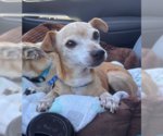 Small Photo #2 Chihuahua-Unknown Mix Puppy For Sale in San Diego, CA, USA