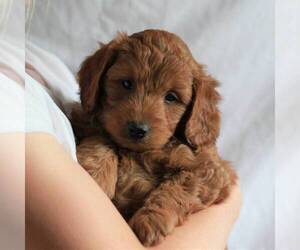 Goldendoodle (Miniature) Puppy for sale in MYERSTOWN, PA, USA