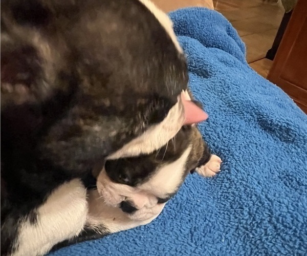 Medium Photo #10 Boston Terrier Puppy For Sale in BURLESON, TX, USA
