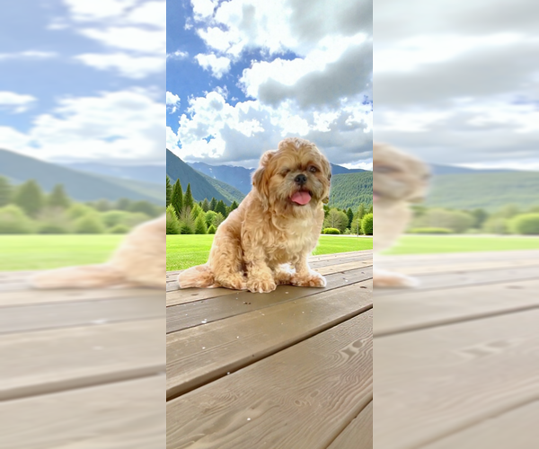 Medium Photo #17 Shih Tzu Puppy For Sale in Weston, FL, USA