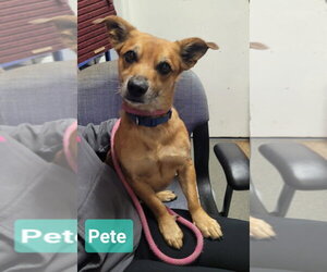 Chihuahua-Unknown Mix Dogs for adoption in Richmond, IN, USA