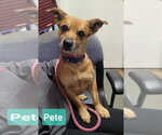 Small Chihuahua Mix