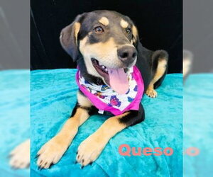 Labbe Dogs for adoption in Mt. Laurel, NJ, USA