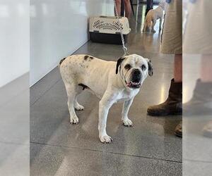 American Bulldog-Unknown Mix Dogs for adoption in San Martin, CA, USA