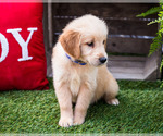 Small #3 Golden Retriever