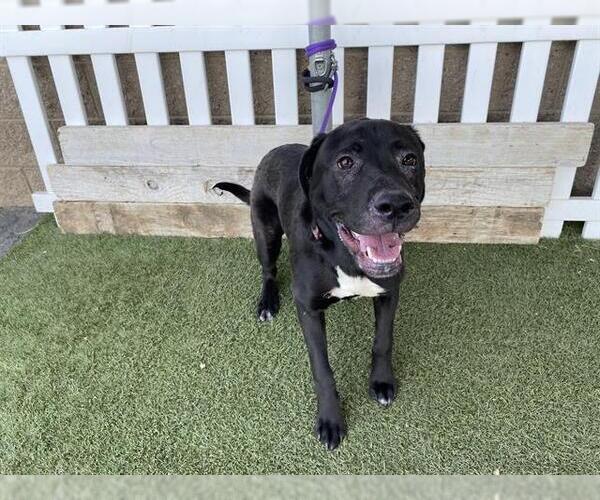 Medium Photo #1 Labrador Retriever-Unknown Mix Puppy For Sale in Modesto, CA, USA