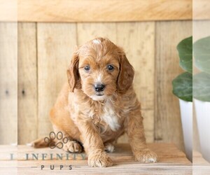 Goldendoodle (Miniature) Puppy for sale in NARVON, PA, USA
