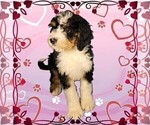 Small #6 Bernedoodle