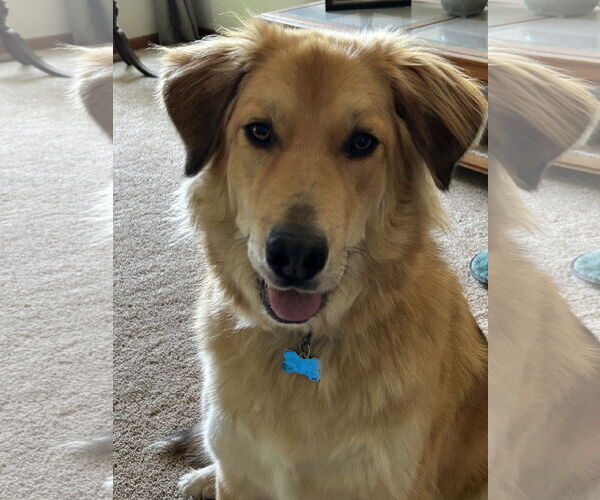 Medium Photo #1 Golden Retriever-Unknown Mix Puppy For Sale in Plainfield, IL, USA