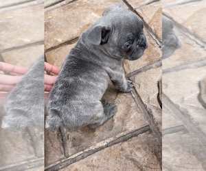 French Bulldog Puppy for sale in CAPE GIRARDEAU, MO, USA