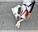Small Bullboxer Pit