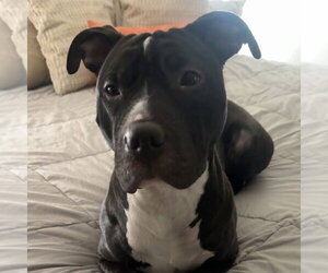 Mutt Dogs for adoption in Fargo, ND, USA